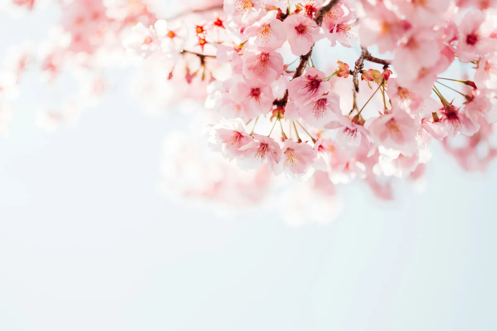 Pink cherry blossoms (sakura) in Japan